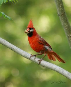 For the Birds Image